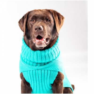 The Jazz Dog Jumpers in Peacock Blue